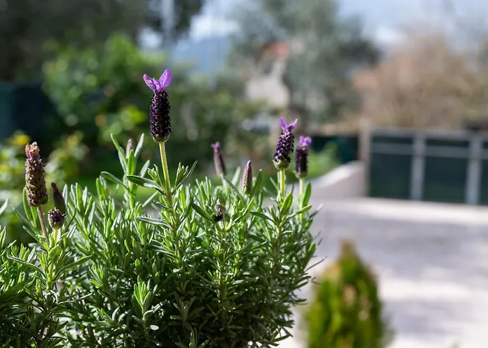 La Casa Dell'armonia Ambelokipoi (Zakynthos)