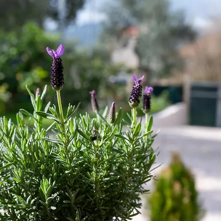 La Casa Dell'armonia Ambelokipoi (Zakynthos)